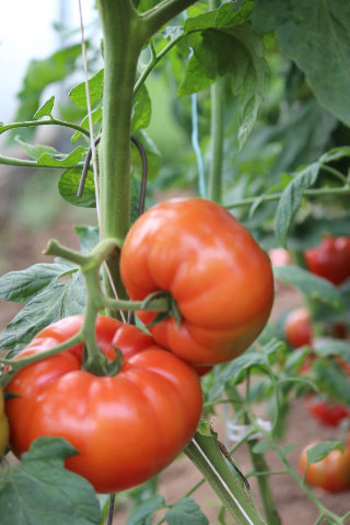 Tomates pour les paniers